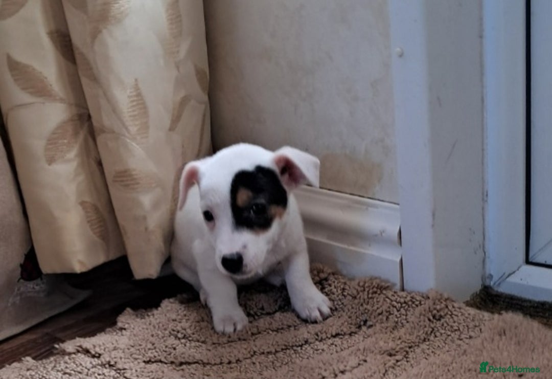 Jack Russell dogs for sale: Beautiful Jack russel puppys - Image 1