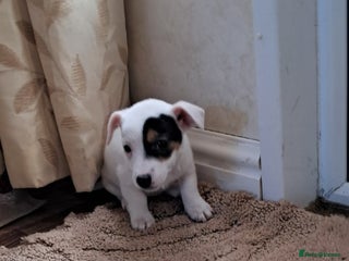 Jack Russell dogs - Advert 5