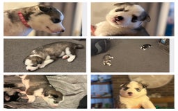 Siberian Husky dogs for sale: Siberian husky puppy’s for sale  - Image 12