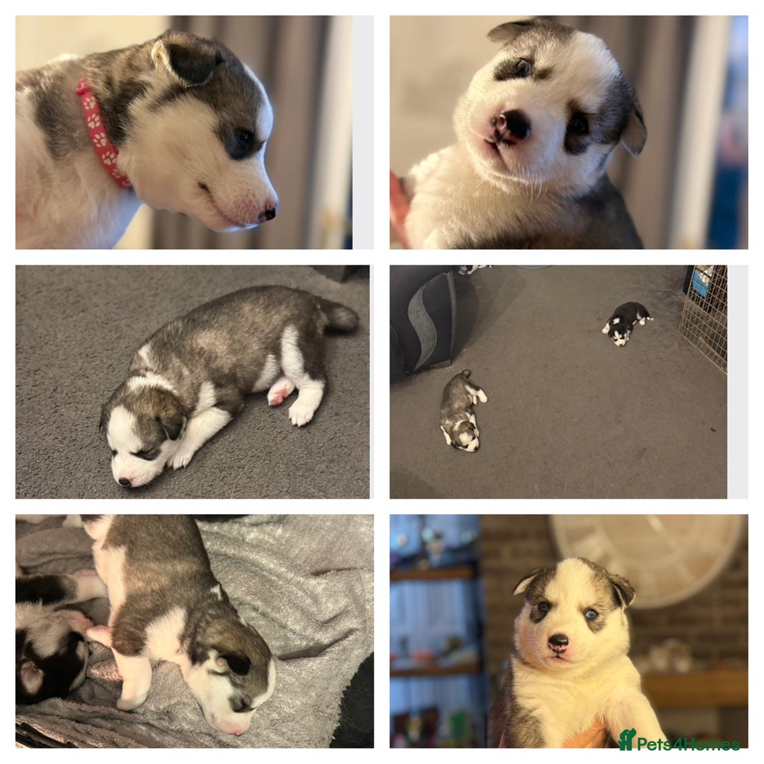 Siberian Husky dogs for sale: Siberian husky puppy’s for sale  - Image 12