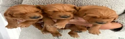 Golden Retriever dogs for sale: Gorgeous red golden retriever puppies  - Advert 6