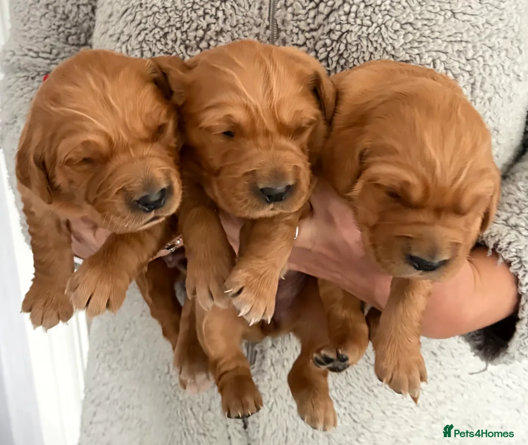 Golden Retriever dogs for sale: Gorgeous red golden retriever puppies  - Advert 6