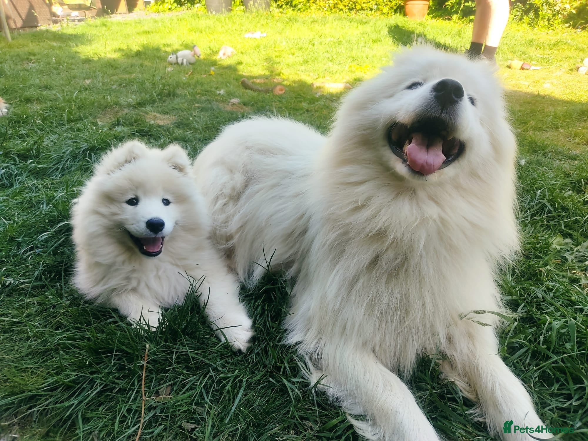 Samoyed dogs Kc registered samoyed puppy female  - Advert 2