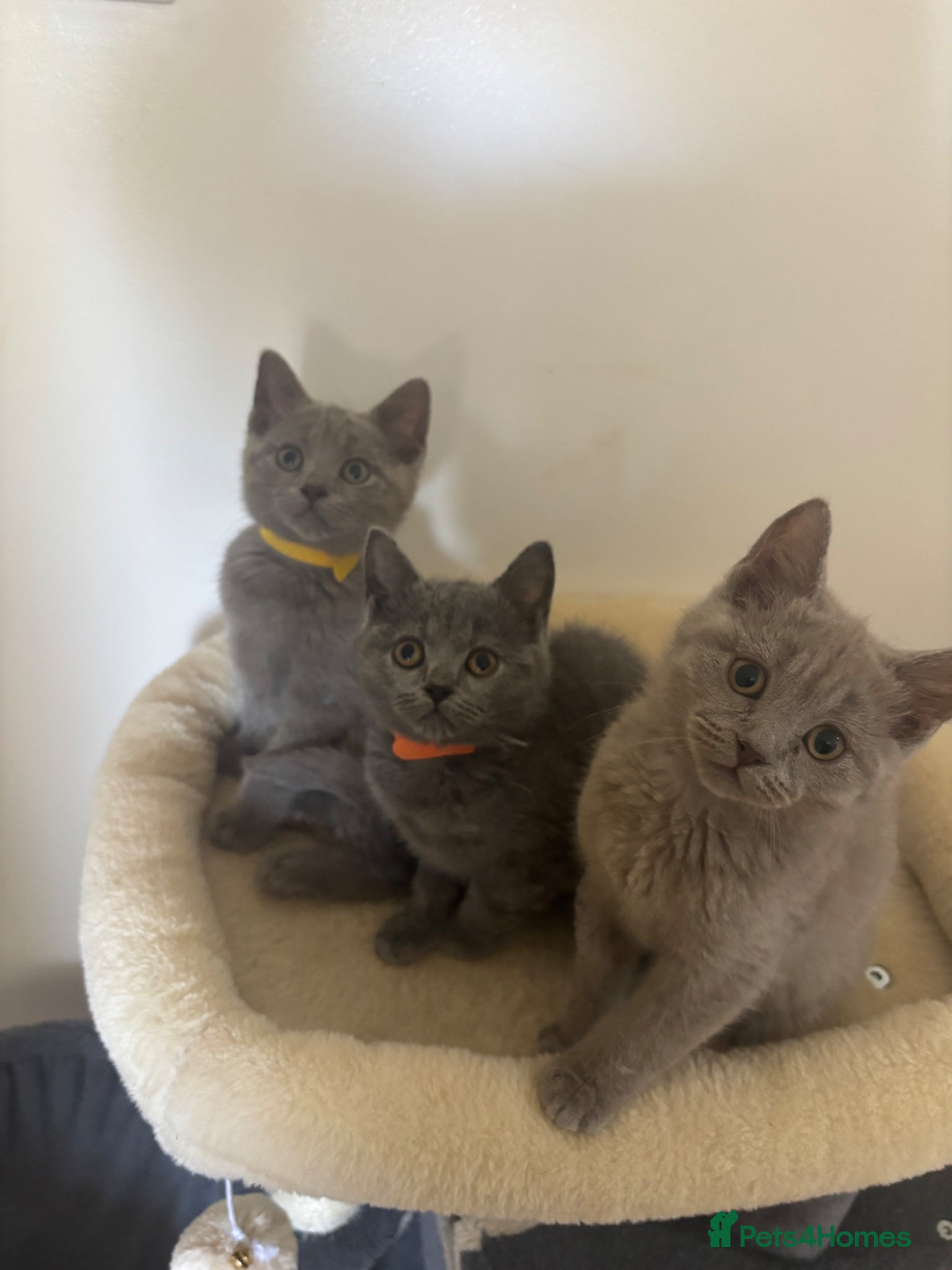 British Shorthair cats British Shorthair x Russian Blue Kittens 🐾 - Advert 5
