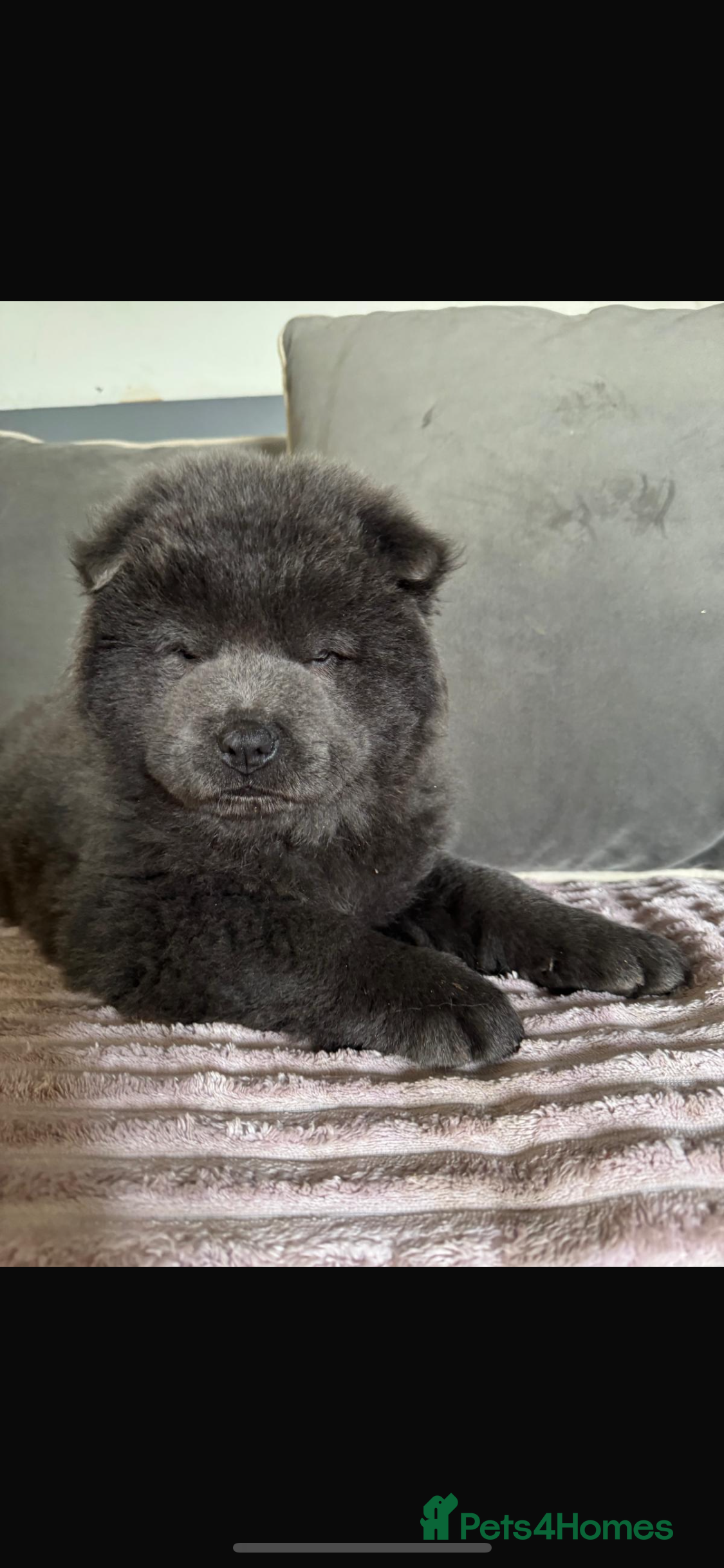 Chow Chow dogs Blue chowchow boy left  😻 - Advert 1
