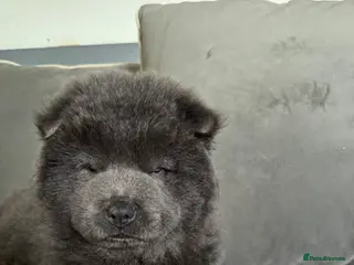 Chow Chow dogs Blue chowchow boy left 😻 - Advert 8