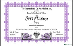 Bengal cats for sale: Exceptional show quality Brown TICA registered 🥰 - Image 35