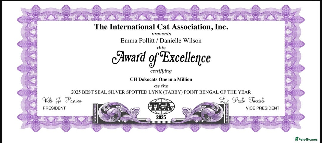 Bengal cats for sale: Exceptional show quality Brown TICA registered 🥰 - Image 35