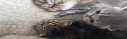 Exotic cats for sale: 3 high quality exotics - Advert 2