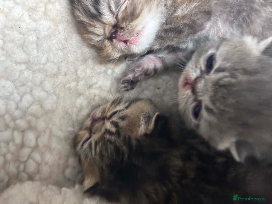 Exotic cats for sale: 3 high quality exotics - Advert 2