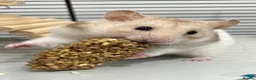 Hamster rodents for sale: Baby hamster  in London - Advert 5