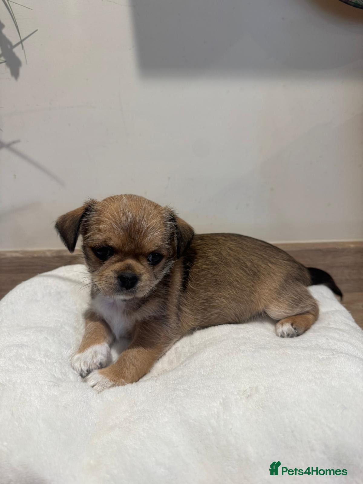Mixed Breed dogs Lovely litter of beautiful shichis - Advert 2