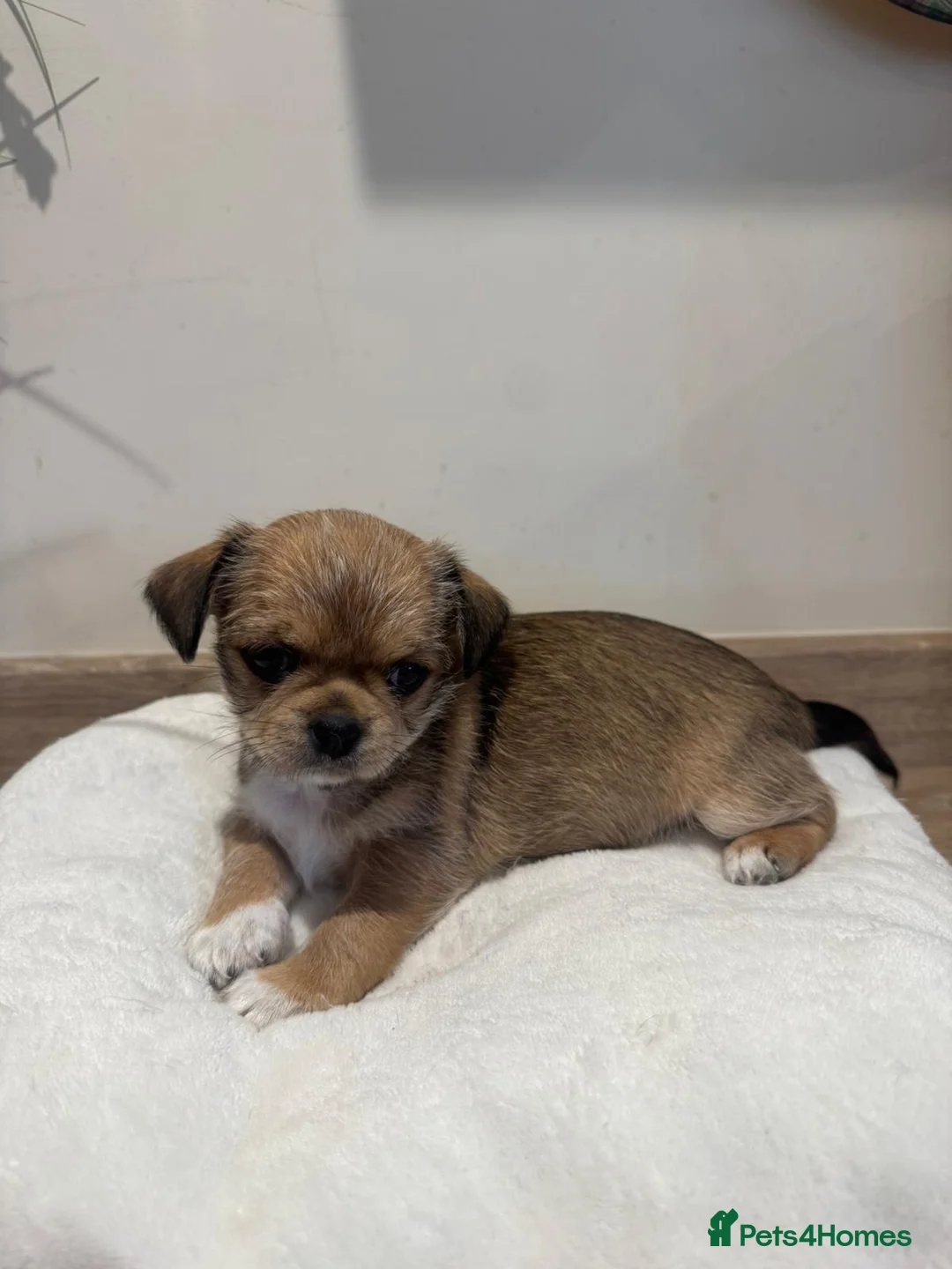 Mixed Breed dogs for sale: Lovely litter of beautiful shichis - Advert 2