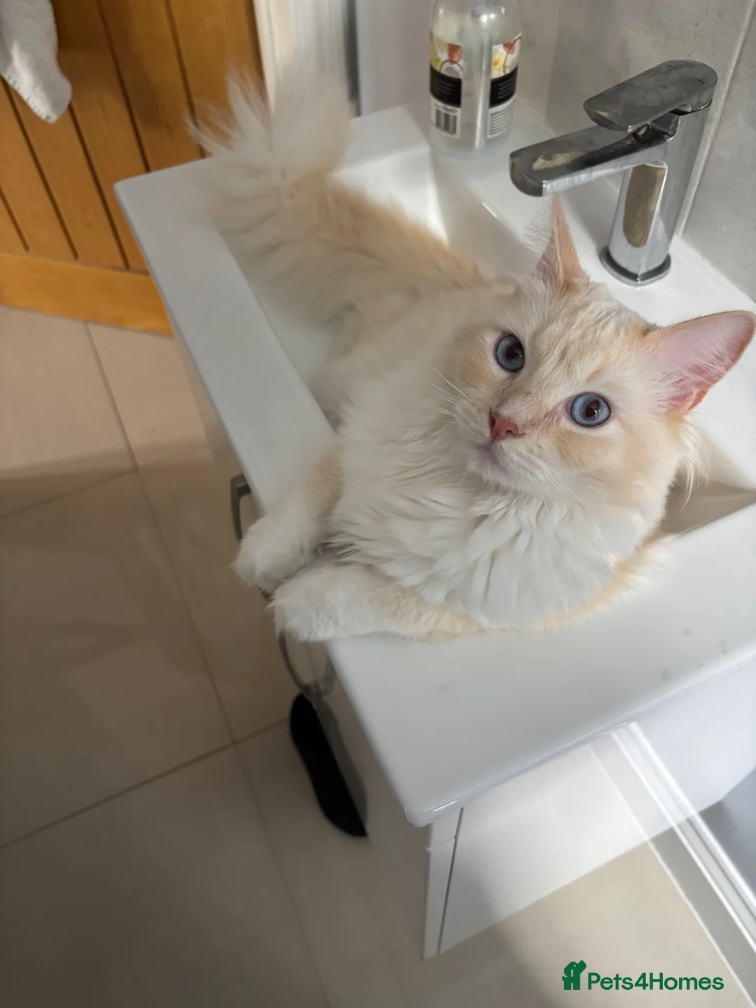 Ragdoll cats for sale: 2 Beautiful Boy Ragdolls in Rayleigh - Advert 4