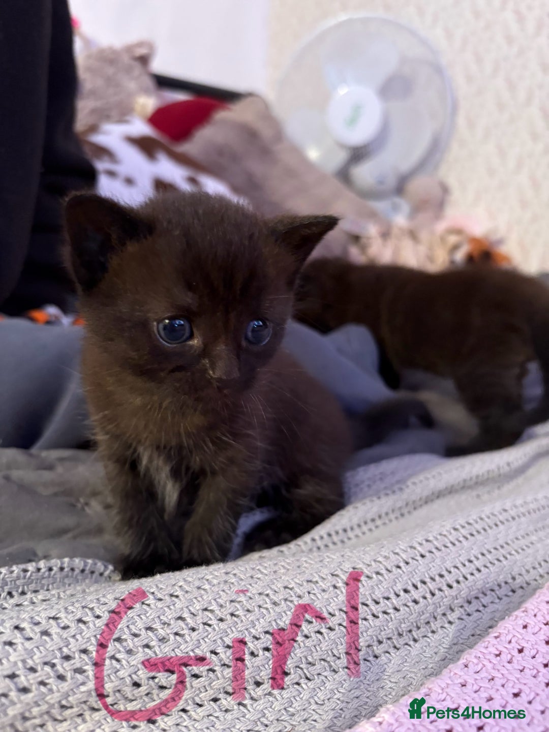 Domestic Shorthair cats for sale: 2 gorgeous kittens  - Image 2