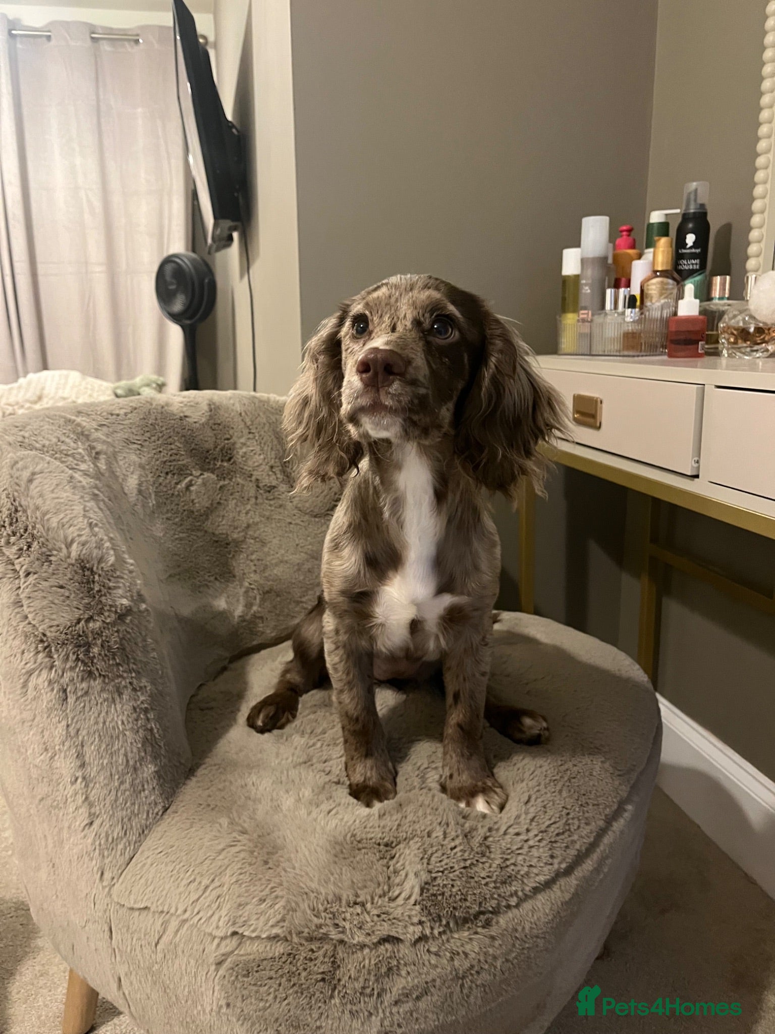 Cocker Spaniel dogs Merle cocker spaniel puppy 10 months  - Advert 5