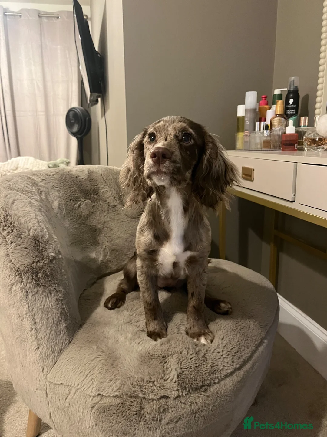 Cocker Spaniel dogs for sale: Merle cocker spaniel puppy 10 months  - Advert 1