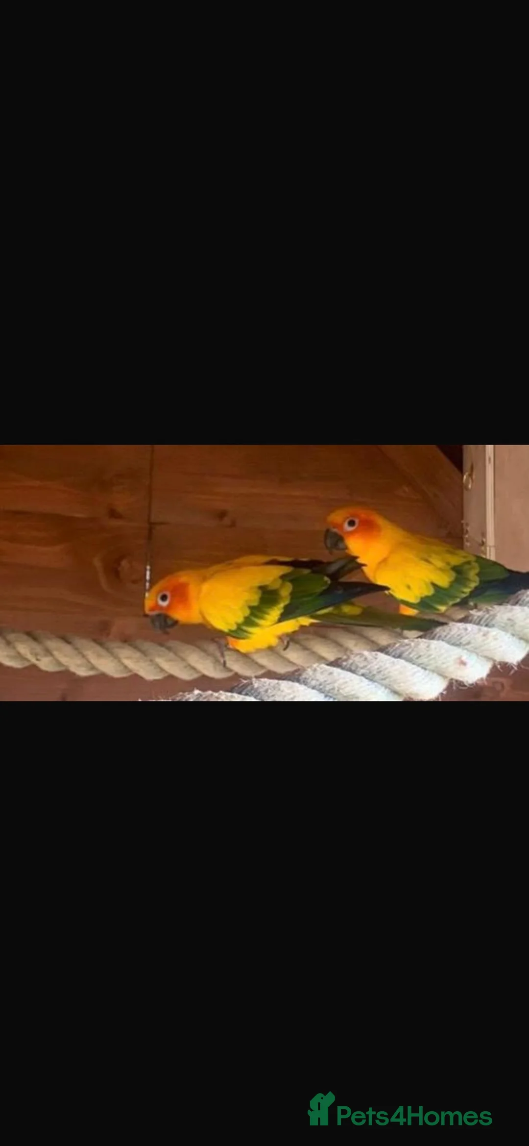 Conures birds for sale: Proven Pair Sun Conures  - Advert 3