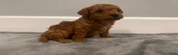 Mixed Breed dogs for sale: 🐩Asian Line Poodles-Fox Red, Apricot 🐩  - Advert 19