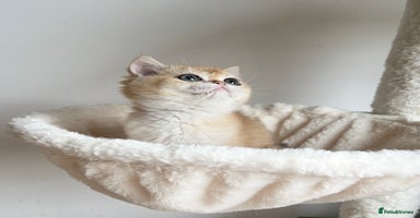 British Shorthair cats - Advert 3