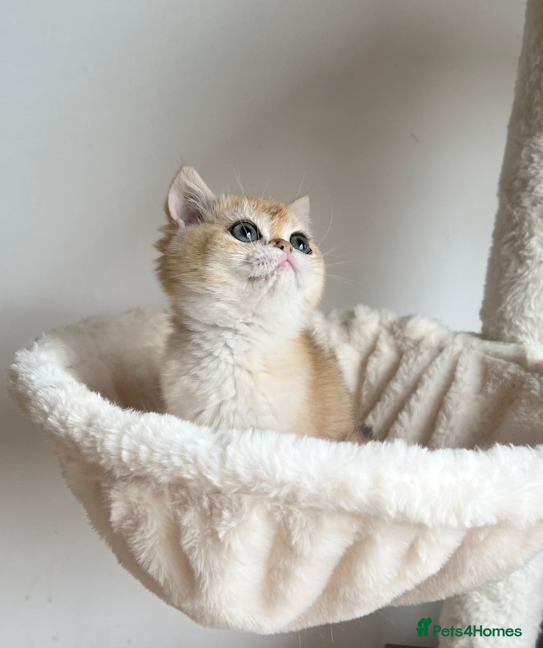 British Shorthair cats for sale: Rare NY12 British Shorthair Kittens  - Image 13