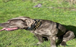 Cane Corso dogs for sale: Cane Corso for sale  - Advert 4