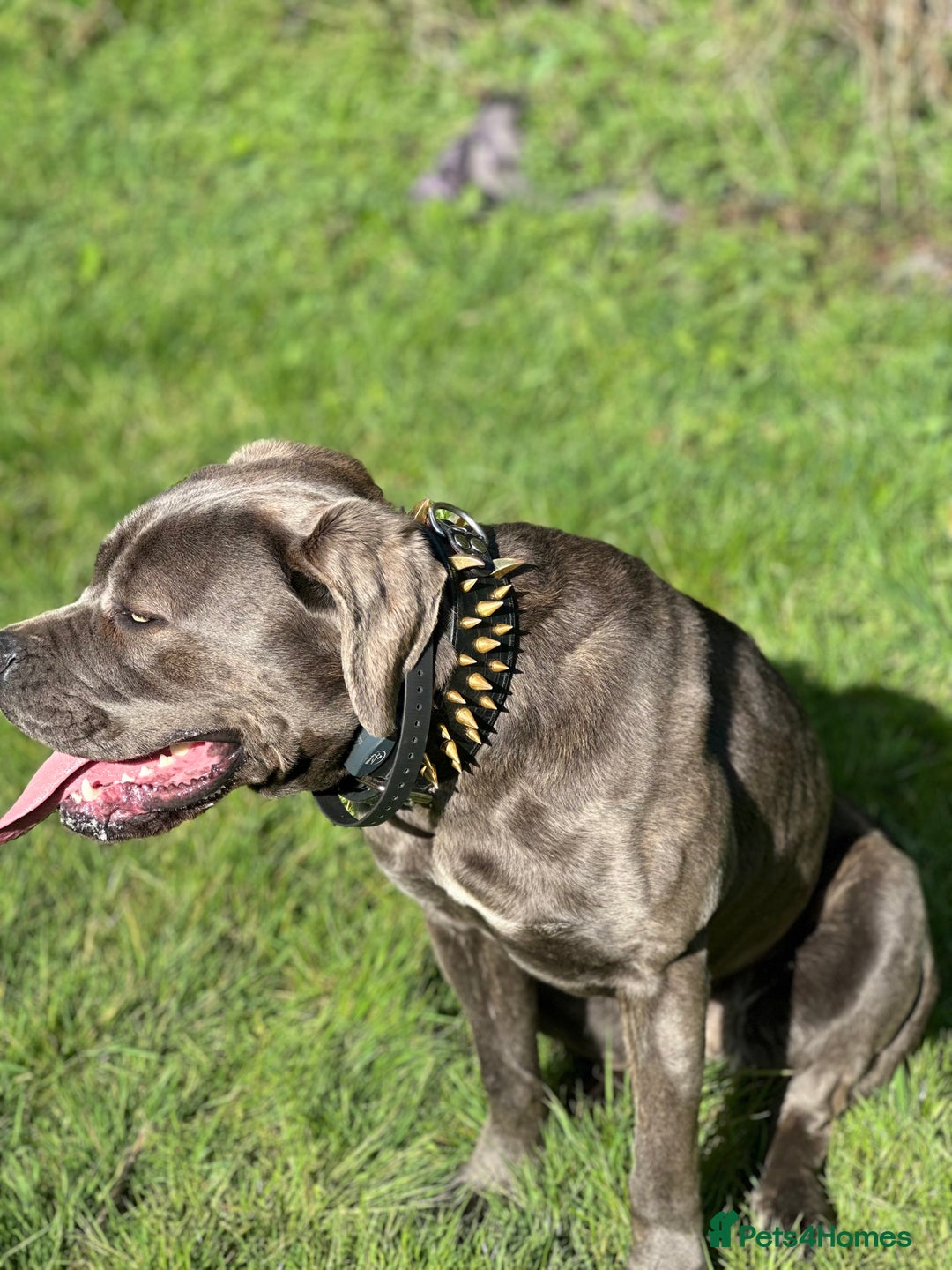 Cane Corso dogs for sale: Cane Corso for sale  - Advert 4