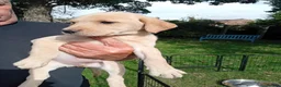 Labrador Retriever dogs for sale: Ready to go now Labrador pups for sale.  - Advert 15