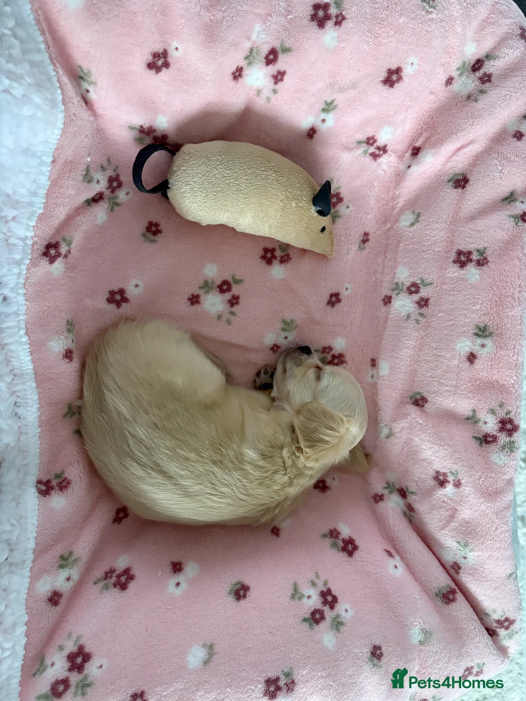 Chihuahua dogs for sale: Beautiful  **  chihuahua girls - Advert 8