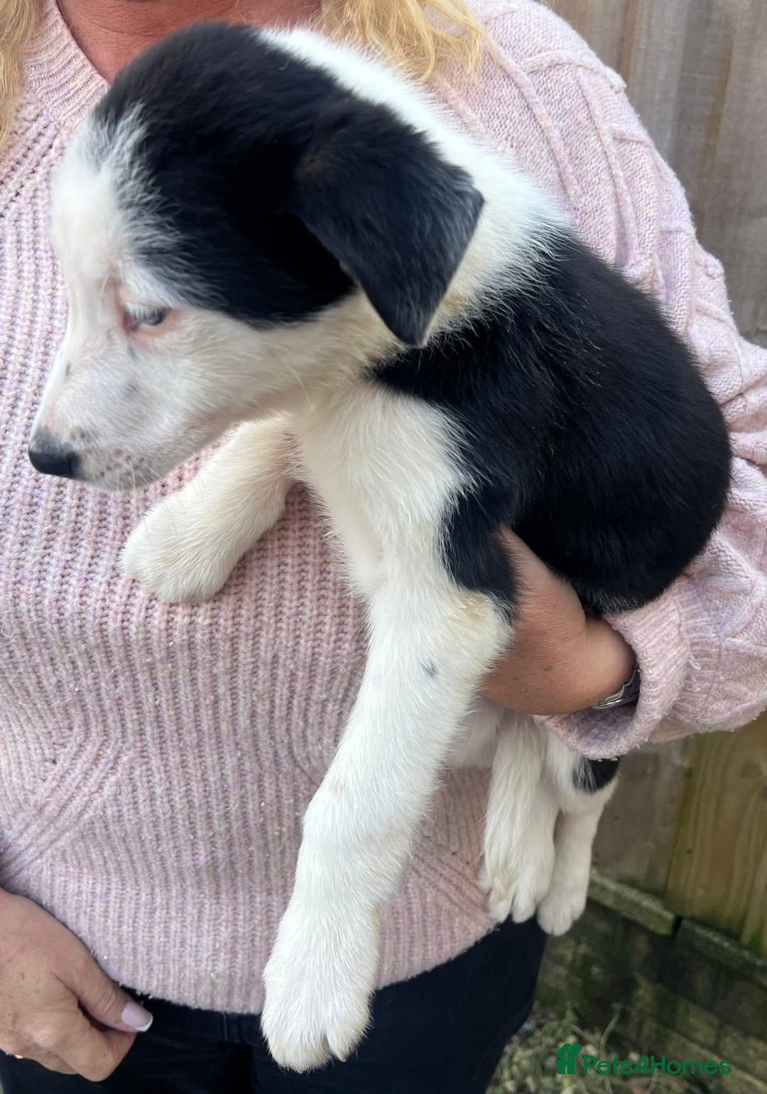 Border Collie dogs for sale: 2 Male Border Collie Pups - Advert 3