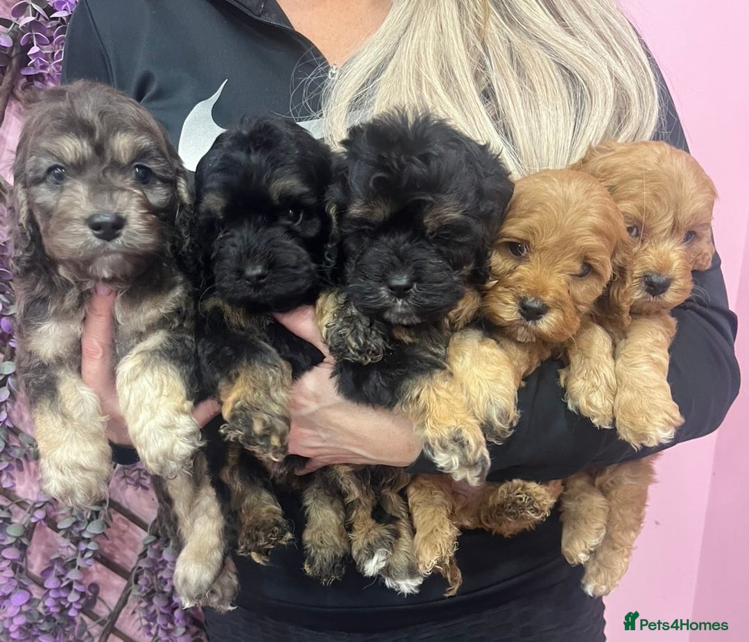 Cavapoo dogs for sale: Cavapoos f1 boys and girls  - Advert 16