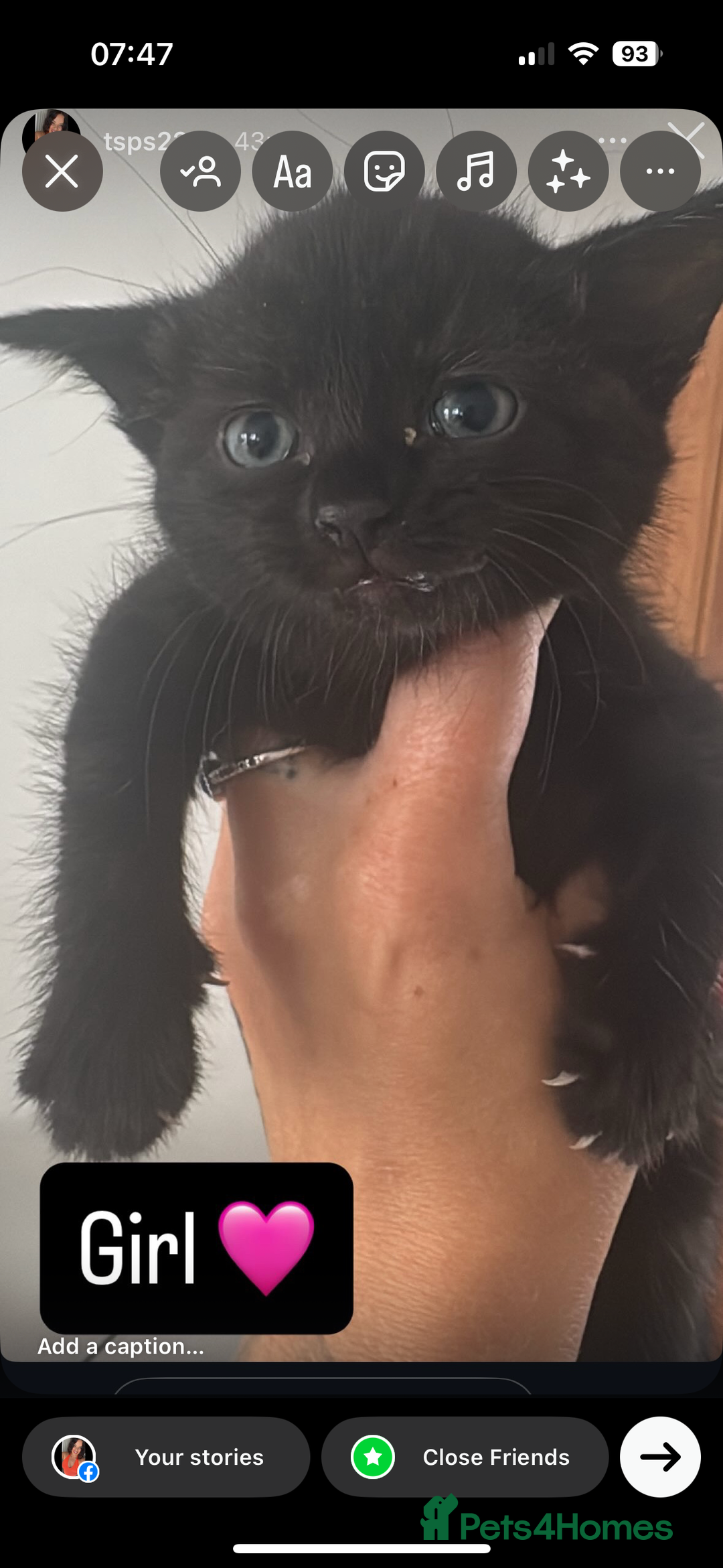 Mixed Breed cats for sale: Beautiful Kittens  - Image 3
