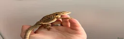 Bearded Dragon reptiles for sale: Gorgeous baby bearded dragons - Advert 2