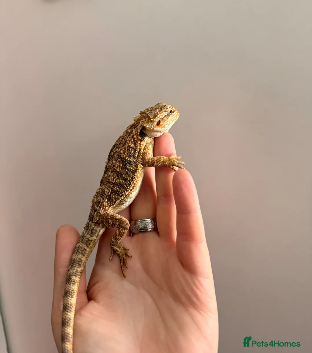 Bearded Dragon reptiles for sale: Gorgeous baby bearded dragons - Advert 2