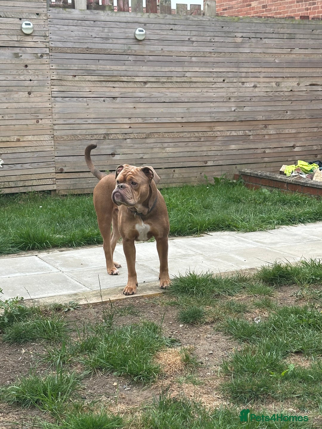 Dorset Olde Tyme Bulldogge dogs for sale: Olde tyme English bulldog  - Image 4