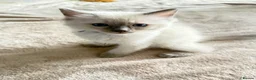 Ragdoll cats for sale: *Ready To Leave Now 2 Pure Ragdoll Male Kittens*** - Advert 3