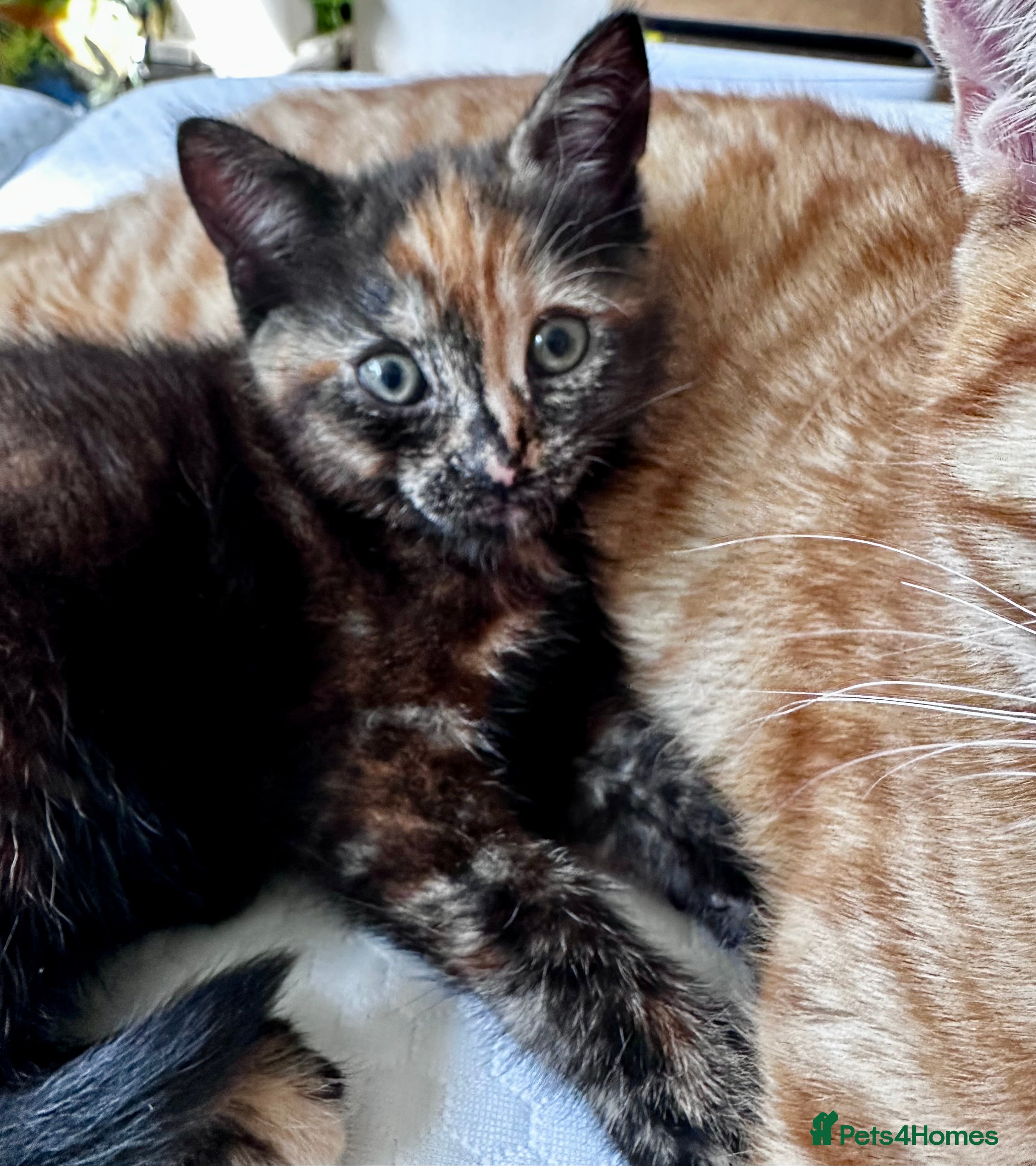 Mixed Breed cats Amiable bengal&tabby mix kittens  - Advert 2