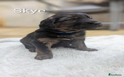 Mixed Breed dogs for sale: 4 girls available end of October  - Image 6