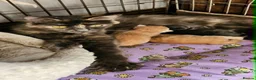 Maine Coon cats for sale: **FABULOUS GORGEOUS MAINE COON KITTYS READY NOW ** - Advert 14