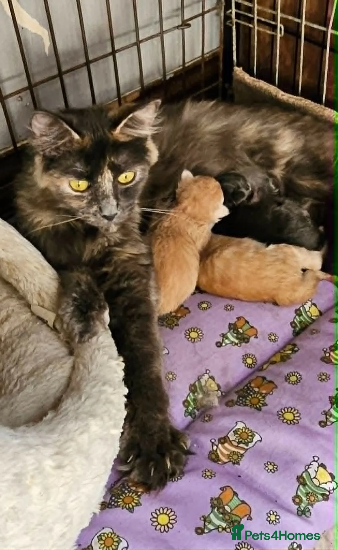 Maine Coon cats for sale: **FABULOUS GORGEOUS MAINE COON KITTYS READY NOW ** - Advert 14