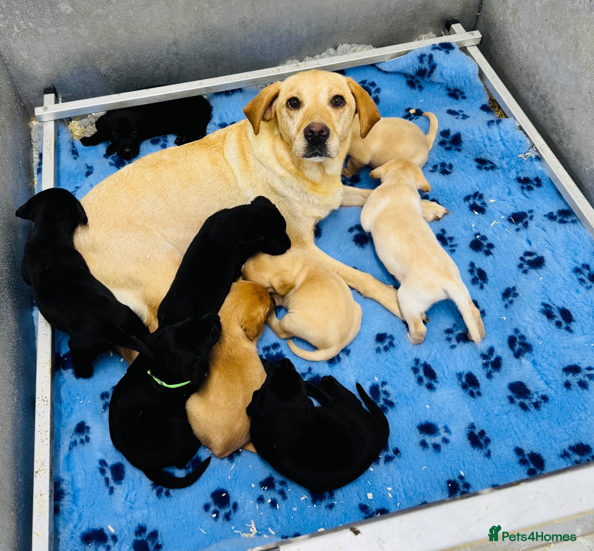 Labrador Retriever dogs ✨ 9 STUNNING KC REGISTERED LABRADOR PUPPIES! ✨ - Advert 6