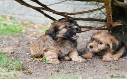 Mixed Breed dogs for sale: Stunning Norfolk terrier x jrt pups ready now - Image 8