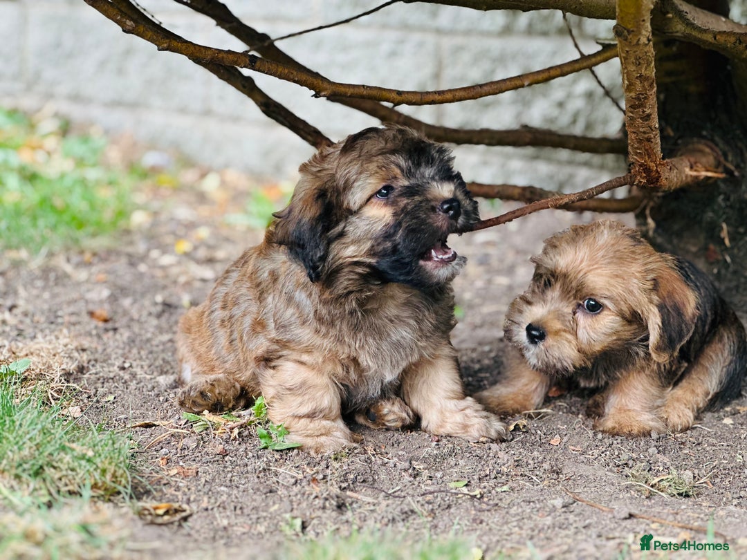 Mixed Breed dogs for sale: Stunning Norfolk terrier x jrt pups ready now - Image 8