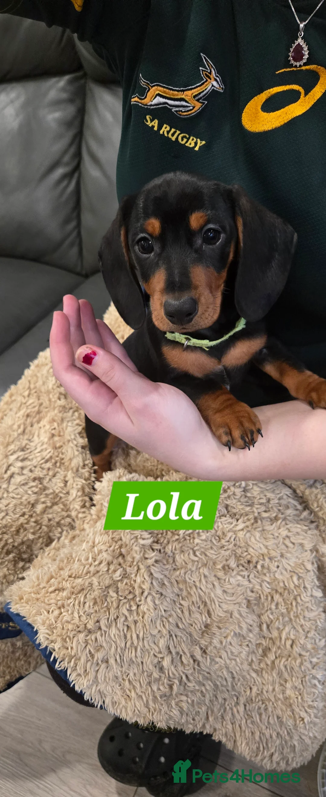 Dachshund dogs for sale: Beautiful Daxis - Advert 26