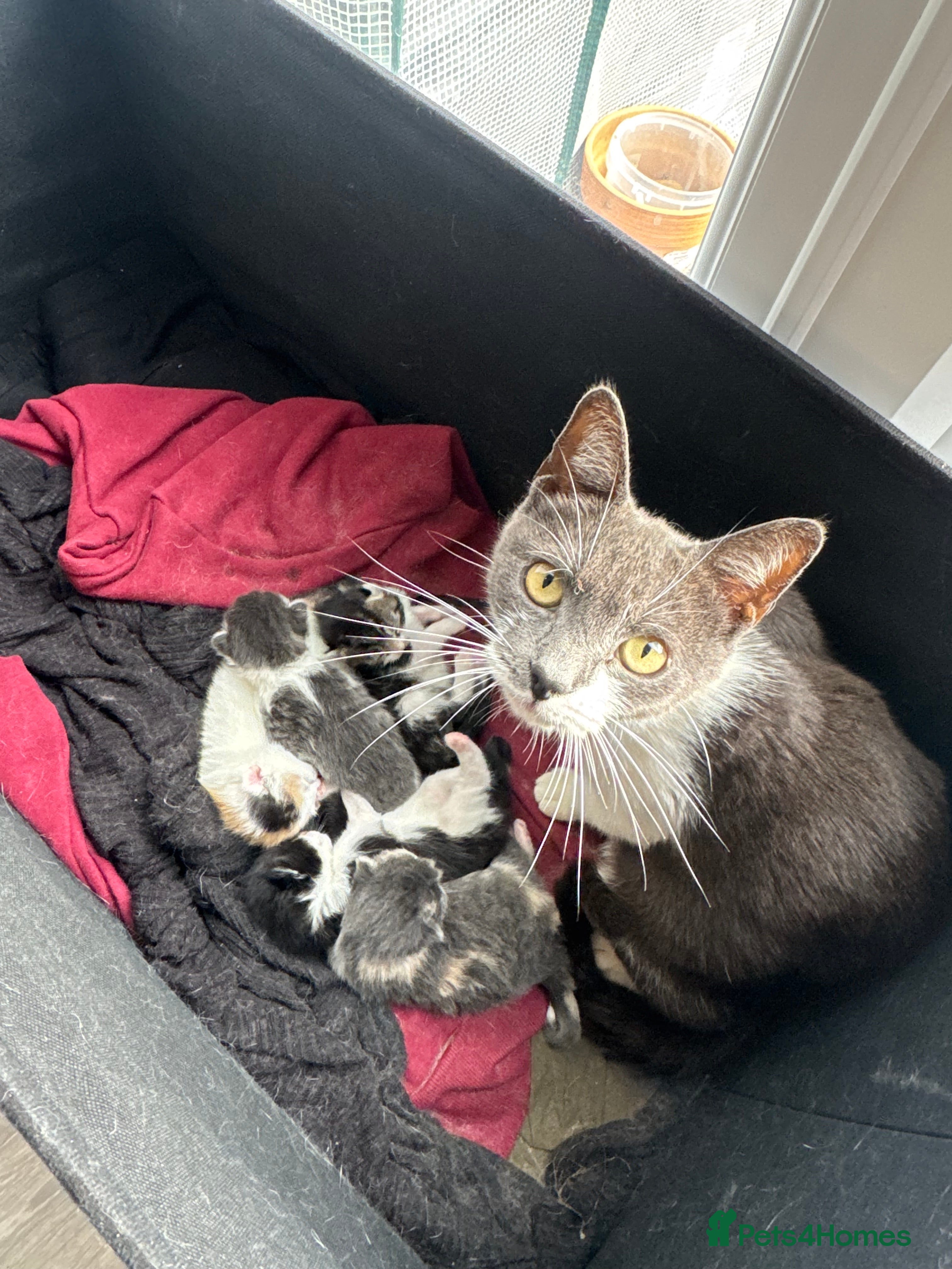 Mixed Breed cats British shorthair mix kittens  - Advert 14