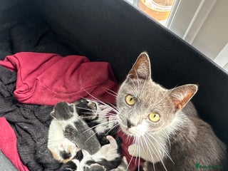 Mixed Breed cats British shorthair mix kittens - Advert 1