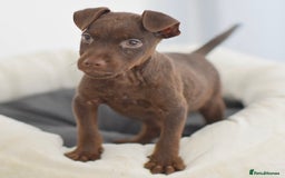 Patterdale Terrier dogs for sale: 1 MALE LEFT 23 Years, 5⭐️Rated Licensed.  - Image 2