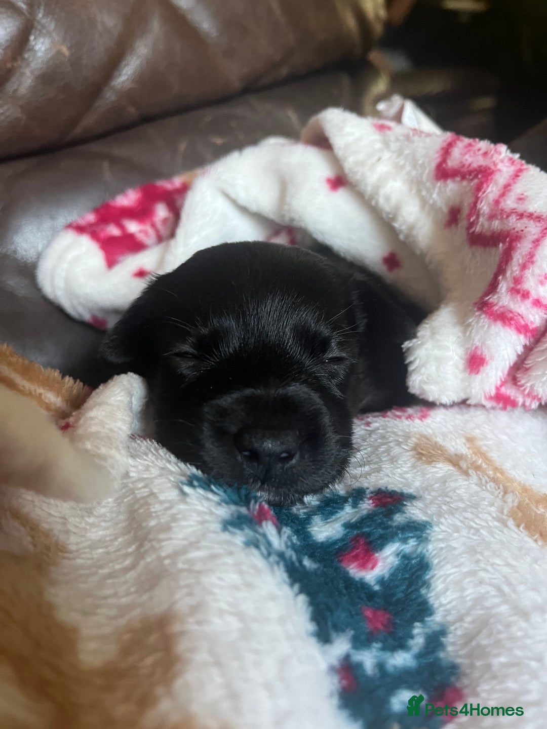 Patterjack dogs for sale: Patterjack Puppy  - Image 9