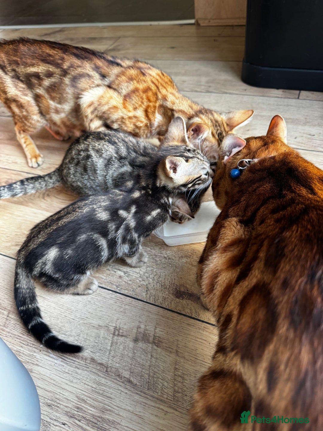 Mixed Breed cats for sale: Gorgeous Marble fur kitten - Ready now - Image 14