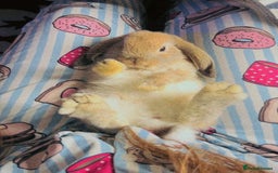 Mini Lop rabbits for sale: Mini lop rabbits  - Image 5